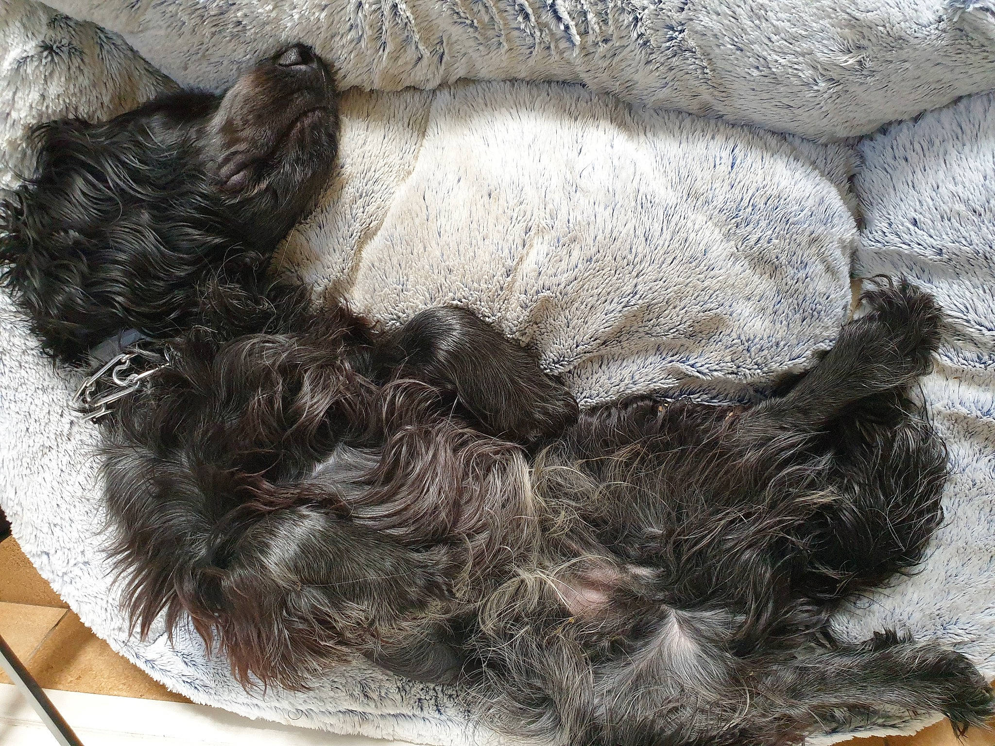 Paco participe au concours pour gagner de l'argent avec cette photo : canidae, carnivore, dog, dog_breed, fur, nap, sporting_group, tail, wool