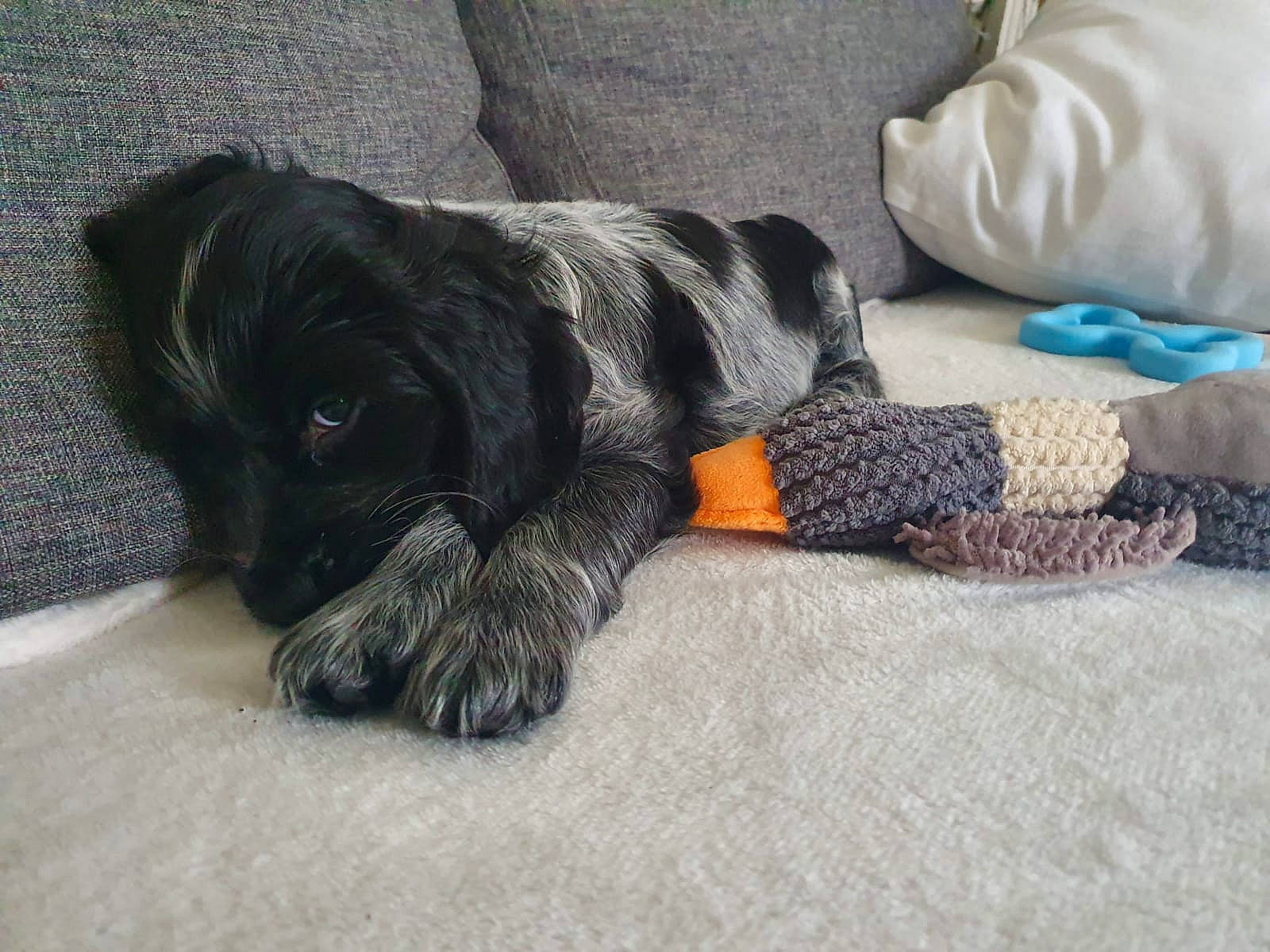 Paco participe au concours pour gagner de l'argent avec cette photo : canidae, carnivore, cavapoo, cockapoo, dog, dog_breed, mammal, miniature_schnauzer, paw, puppy, schnoodle, spaniel, sporting_group, yorkipoo