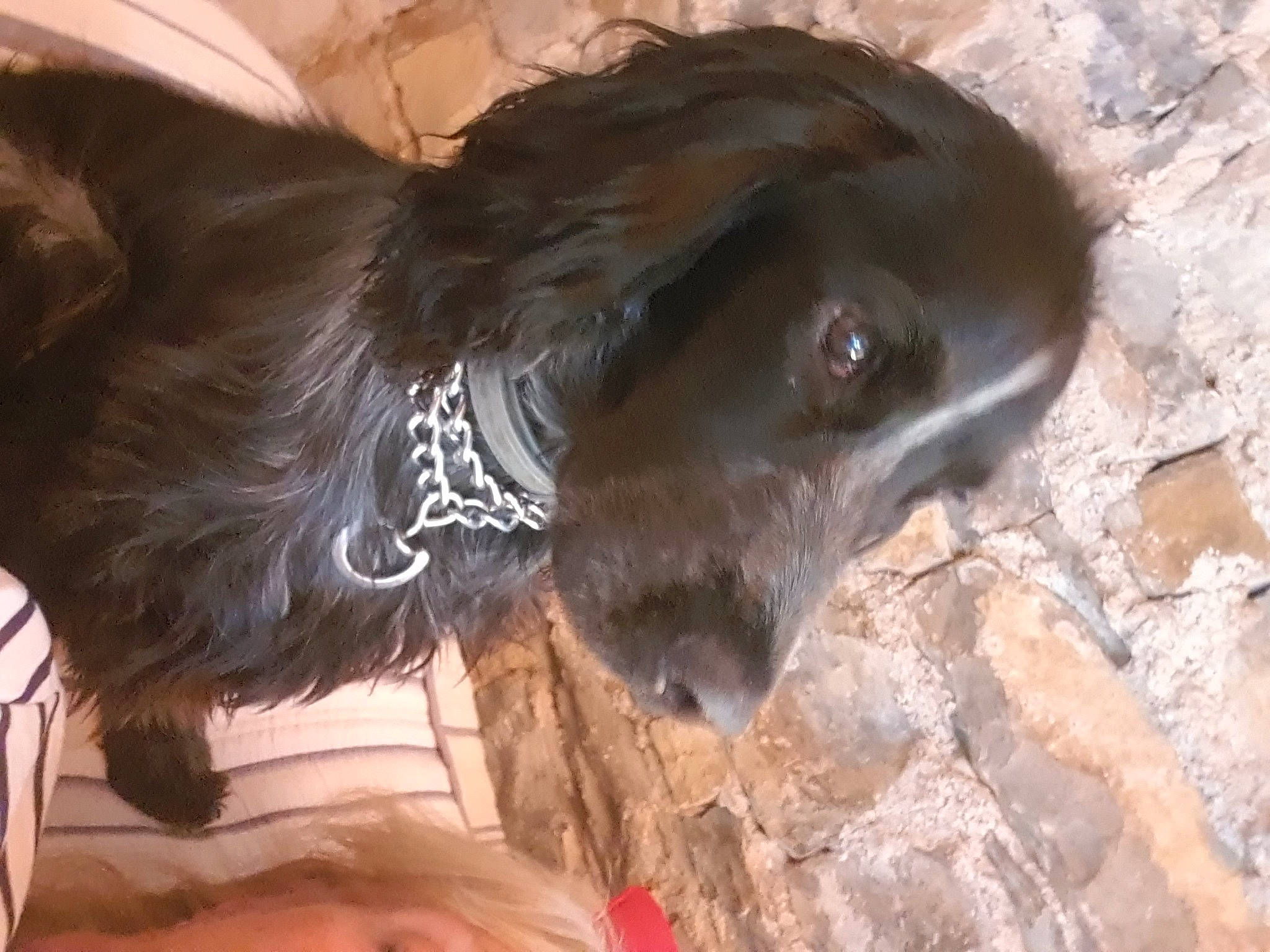 Paco participe au concours pour gagner de l'argent avec cette photo : blue_picardy_spaniel, boykin_spaniel, canidae, carnivore, dog, dog_breed, liver, setter, small_munsterlander, snout, sporting_group