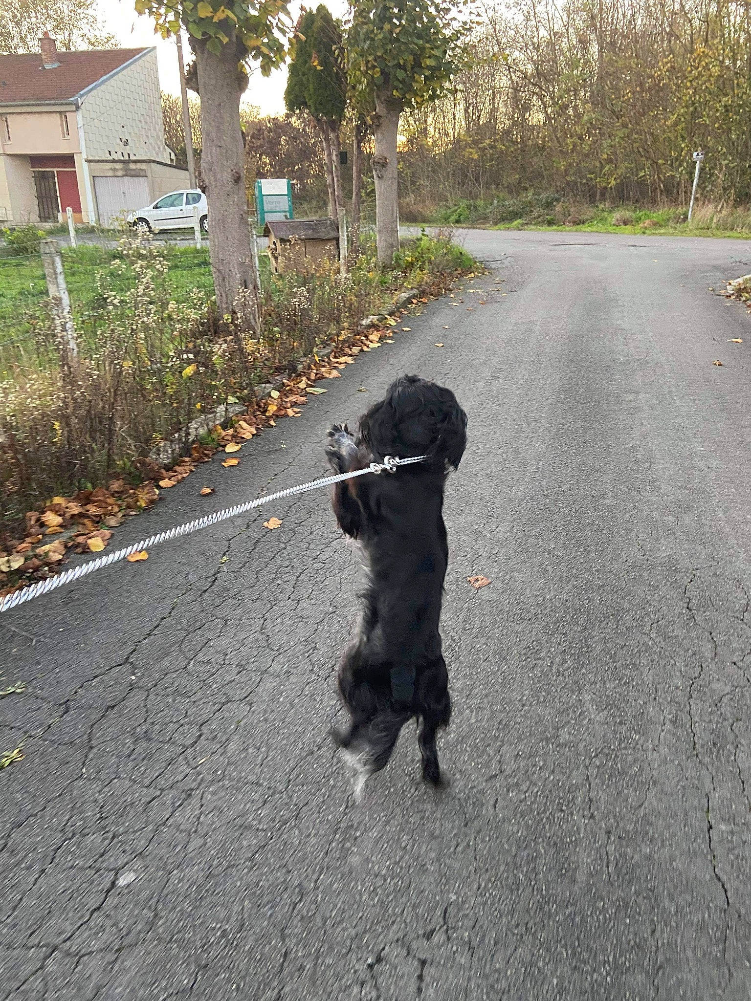 Paco a rejoint le concours — aidez-le/la à gagner de superbes lots ! asphalt, canidae, companion_dog, dog, dog_breed, dog_walking, guard_dog, labrador_retriever, lane, road, road_surface, sidewalk, sporting_group, walking
