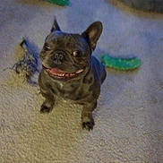 Kobe is registered to the contest to win money with this photo: dog, french_bulldog, carpet, toy, pet_bed, smiling, indoor, animal, cute, happy, playful, canine, fur, ears, face, mouth, tongue, home, floor, pet