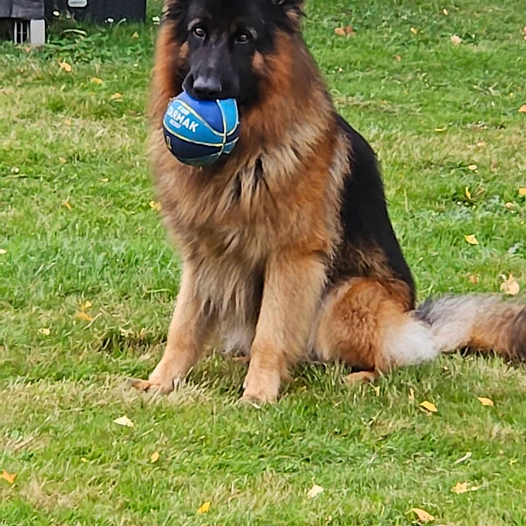Ramses participe au concours pour gagner de l'argent avec cette photo : animal, ball, canine, dog, football, germanshepherd, grass, lawn, nature, outdoors, pet, plant, policedog, puppy, soccer, soccerball, sphere, sport, tennis, yard
