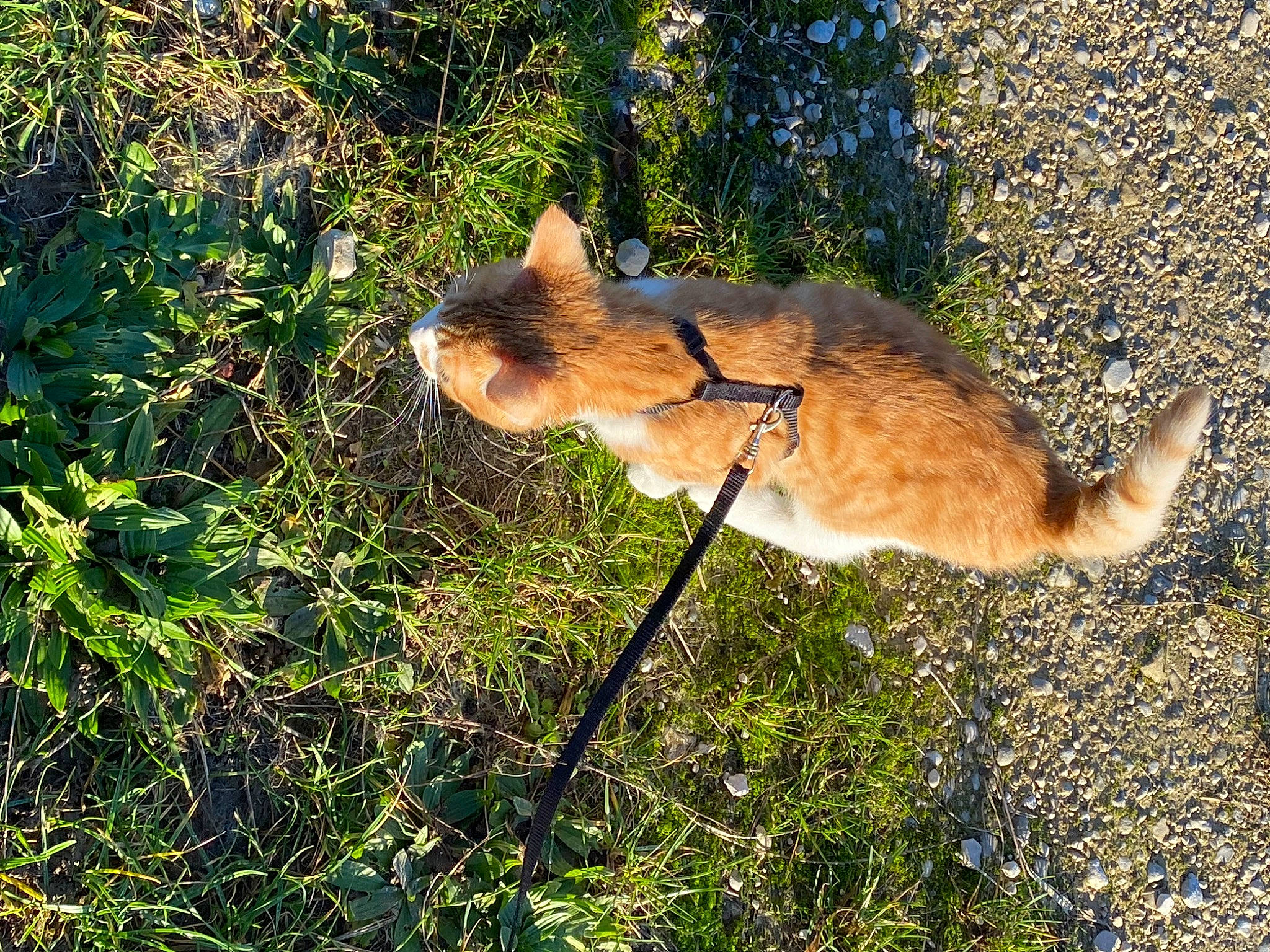 Pumpkin participe au concours pour gagner de l'argent avec cette photo : canidae, carnivore, cat, dog_breed, fawn, felidae, fox, fur, grass, plant, red_fox, shadow, small_to_medium_sized_cats, soil, sporting_group, tail, terrestrial_animal, tree, whiskers, wildlife
