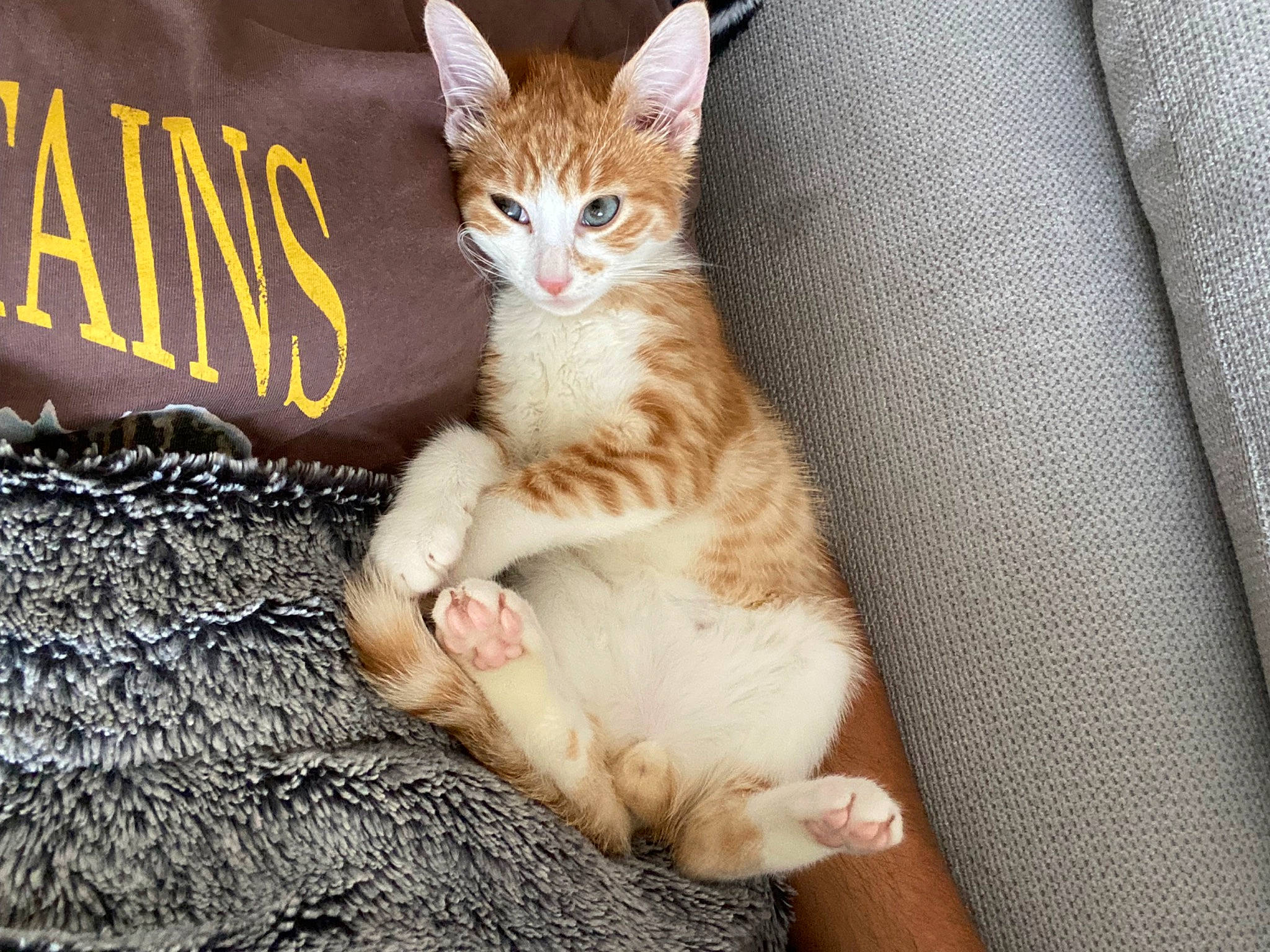 Pumpkin a rejoint le concours — aidez-le/la à gagner de superbes lots ! carnivore, cat, claw, comfort, couch, domestic_short_haired_cat, fawn, felidae, foot, fur, logo, paw, photo_caption, sitting, small_to_medium_sized_cats, snout, tail, whiskers