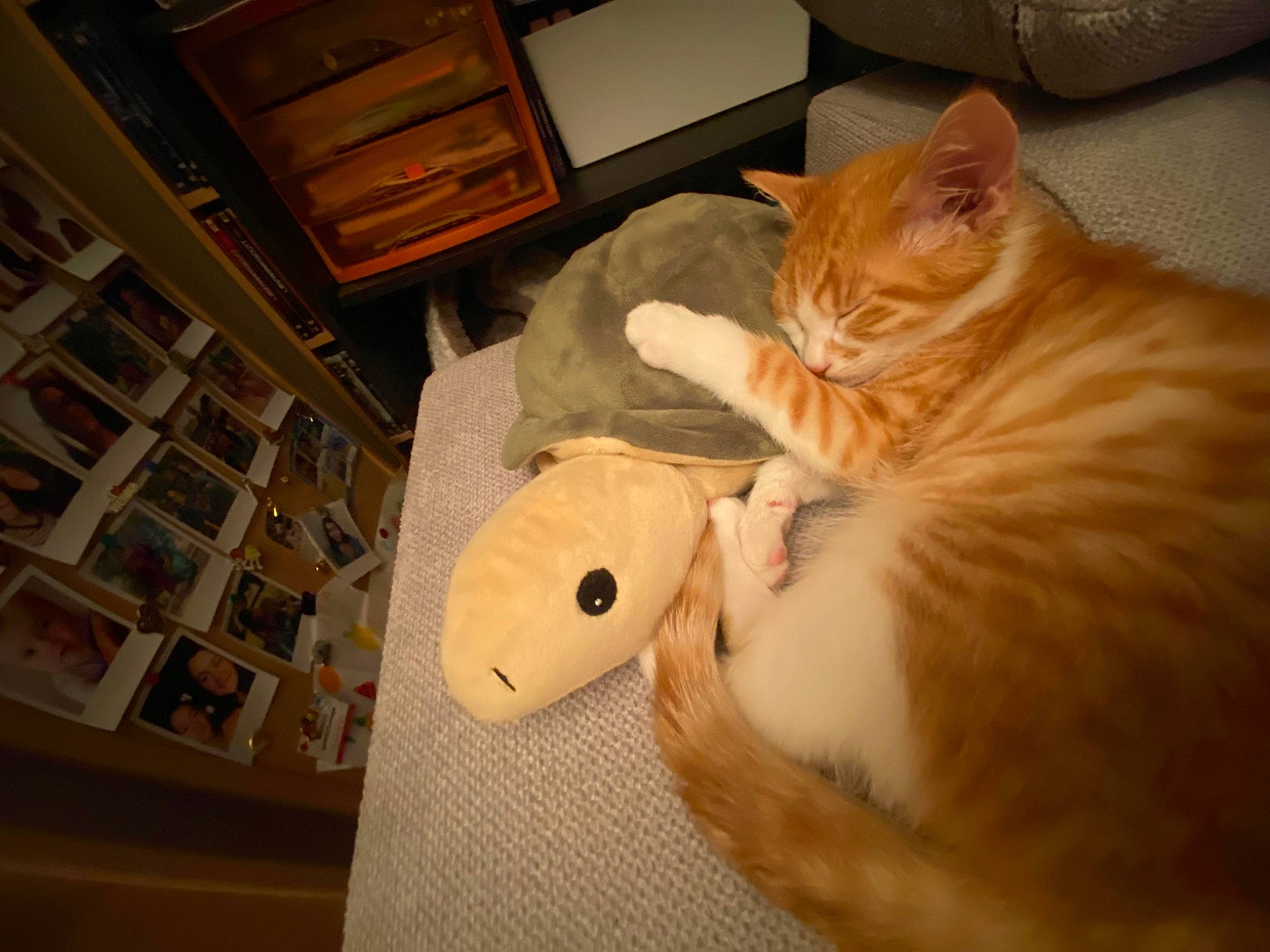 Pumpkin participe au concours pour gagner de l'argent avec cette photo : box, cabinetry, carnivore, cat, comfort, domestic_short_haired_cat, drawer, fawn, felidae, flooring, fur, hardwood, room, small_to_medium_sized_cats, snout, stuffed_toy, tail, whiskers, wood, wood_stain