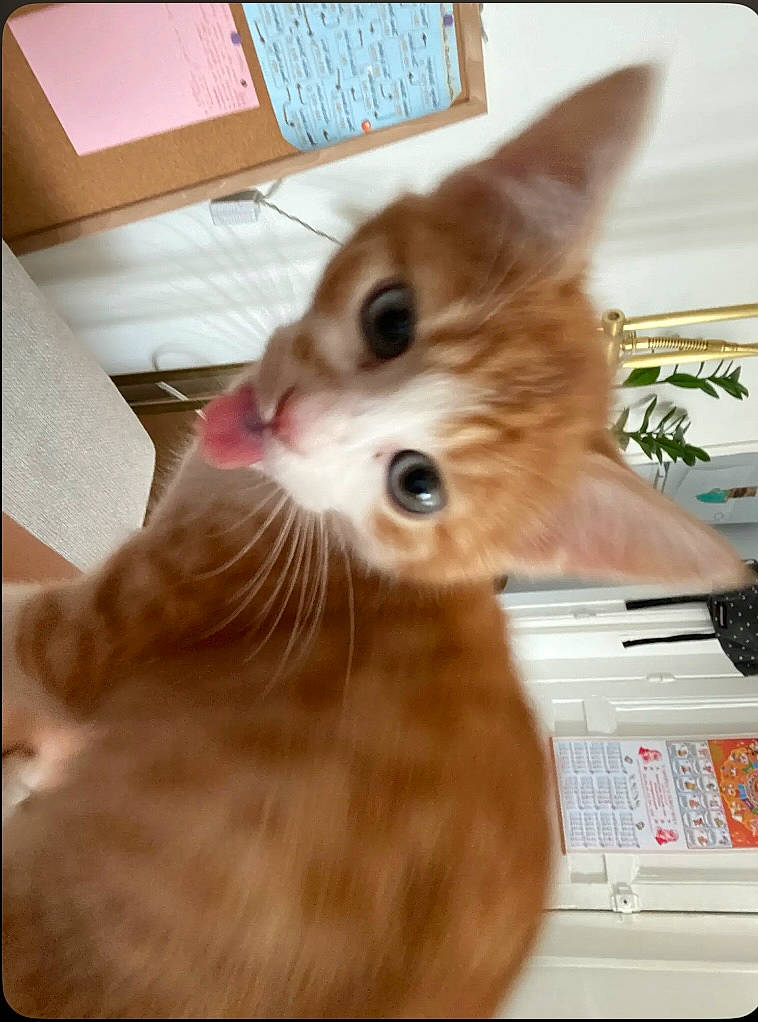 Pumpkin a rejoint le concours — aidez-le/la à gagner de superbes lots ! box, carnivore, cat, computer_keyboard, domestic_short_haired_cat, fawn, felidae, fur, paw, rectangle, small_to_medium_sized_cats, snout, whiskers