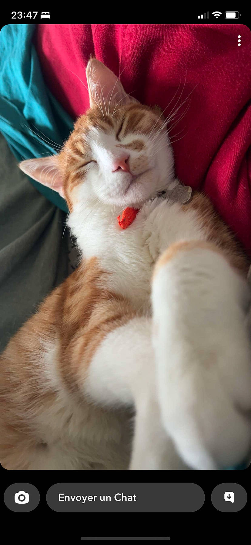 Pumpkin participe au concours pour gagner de l'argent avec cette photo : carnivore, cat, claw, comfort, domestic_short_haired_cat, eye, fawn, felidae, foot, fur, nap, paw, sitting, small_to_medium_sized_cats, tail, whiskers