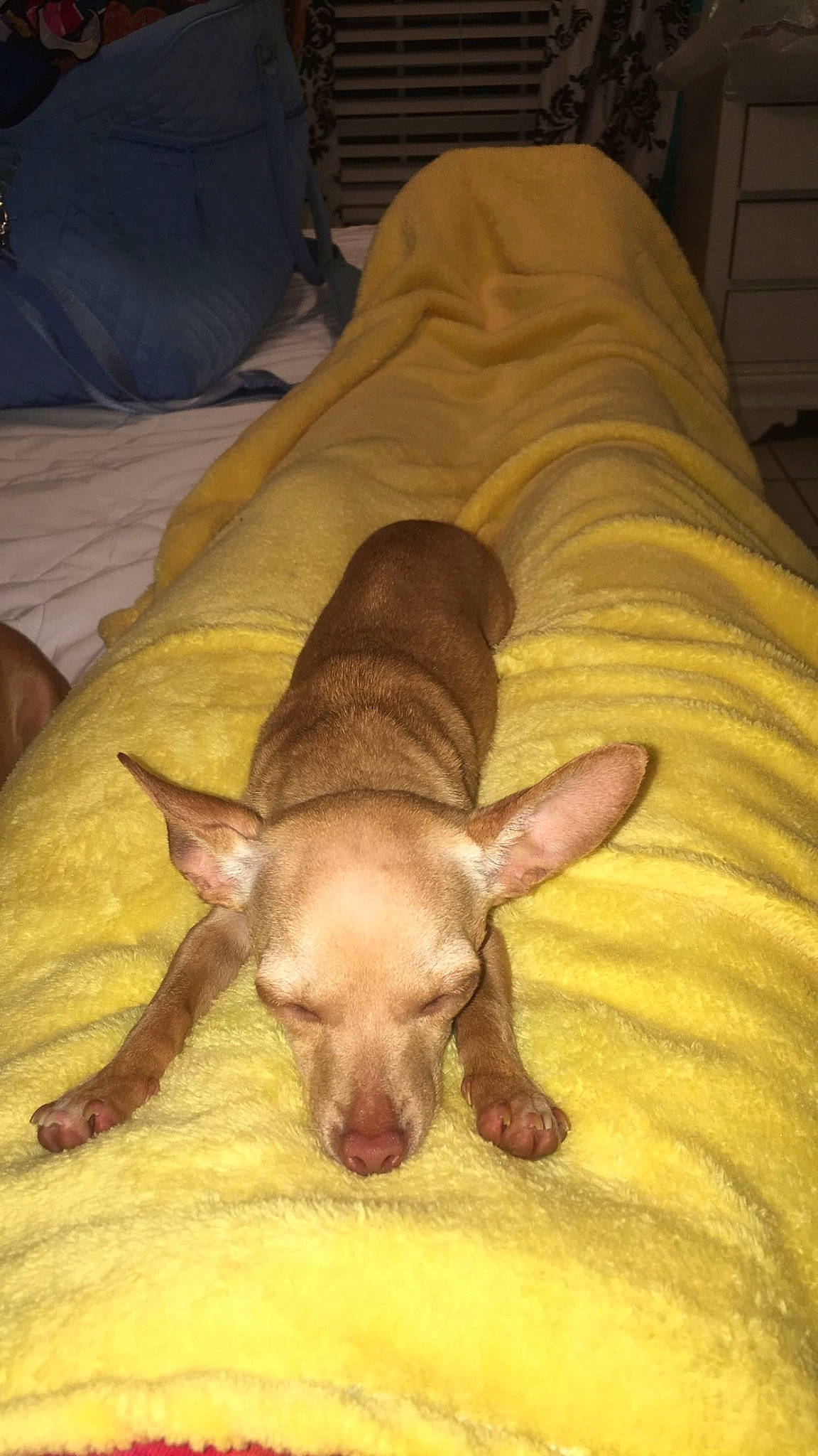 Pippa Piper is registered to the contest to win money with this photo: brown, canidae, carnivore, comfort, companion_dog, dog, dog_breed, dog_supply, ear, fawn, flower, hardwood, liver, nap, snout, sporting_group, terrestrial_animal, toy_dog, wood, working_animal