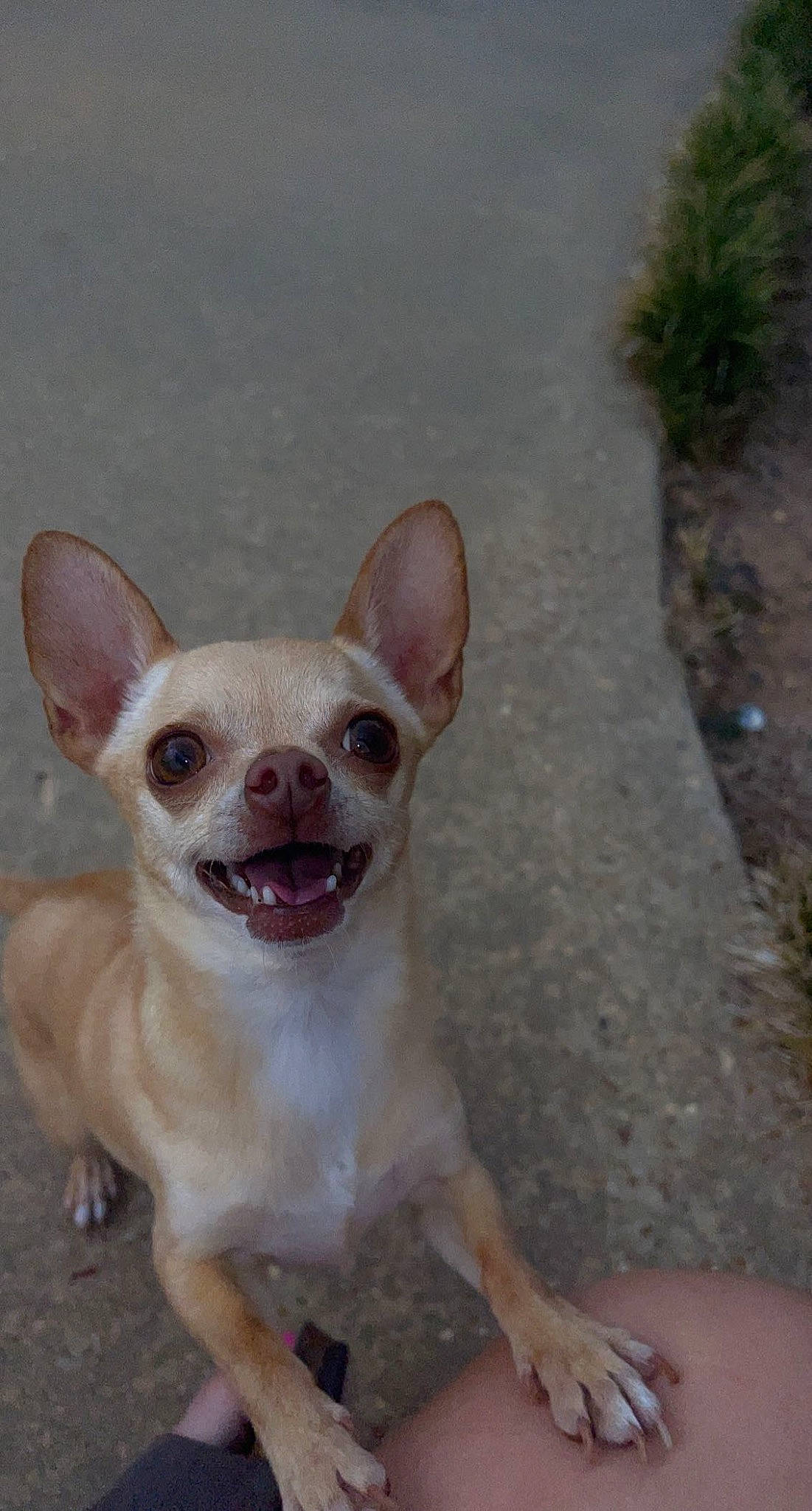 Pippa Piper is registered to the contest to win money with this photo: canidae, carnivore, chihuahua, companion_dog, dog, dog_breed, ear, eye, fawn, fur, head, paw, plant, snout, sporting_group, tail, terrestrial_animal, toy_dog, whiskers, working_animal