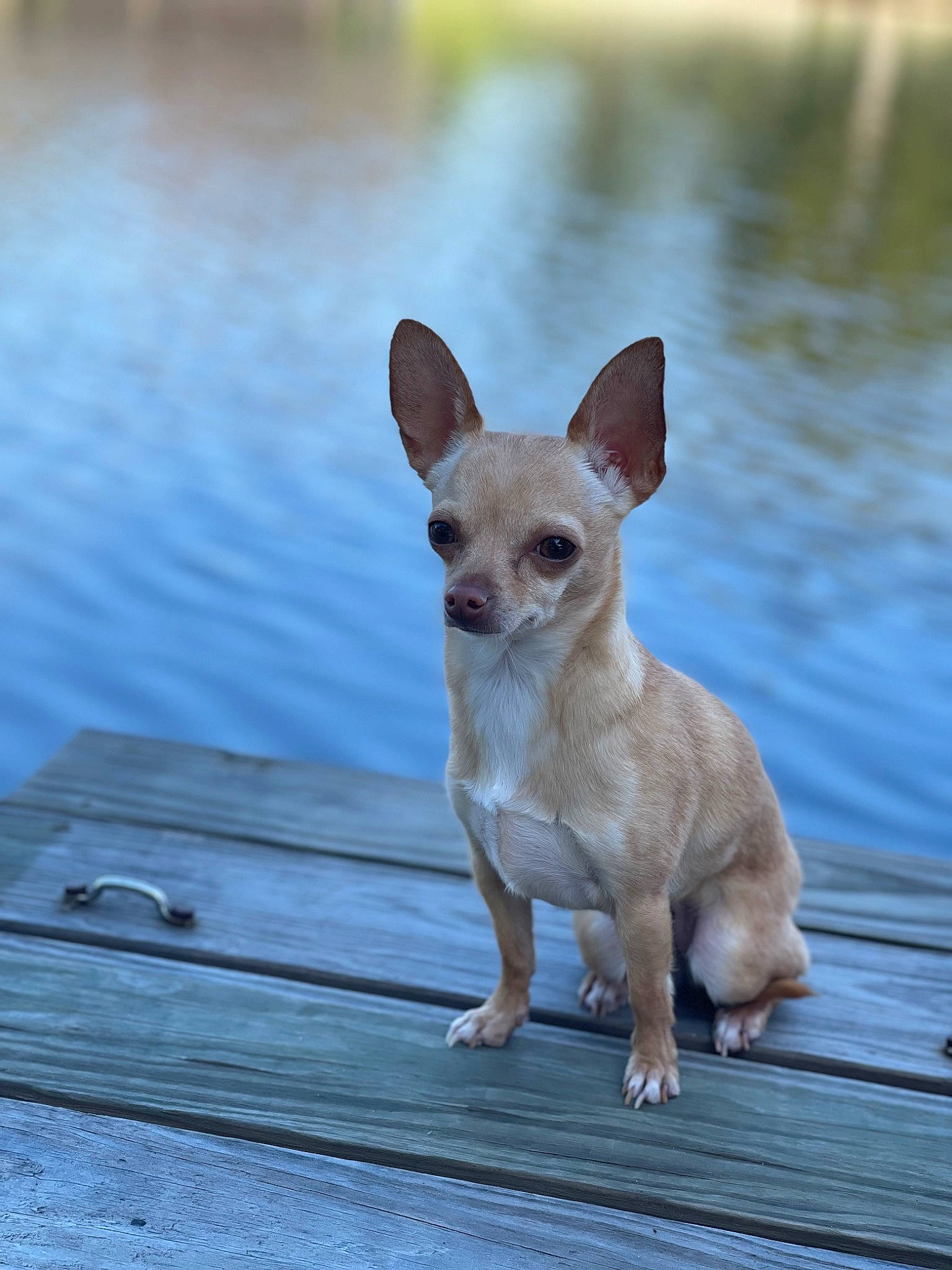Pippa Piper joined the competition — help win amazing prizes! canidae, carnivore, chihuahua, companion_dog, dog, dog_breed, fawn, lake, non_sporting_group, paw, snout, sporting_group, tail, terrestrial_animal, toy_dog, water, whiskers, wildlife, wood, working_animal