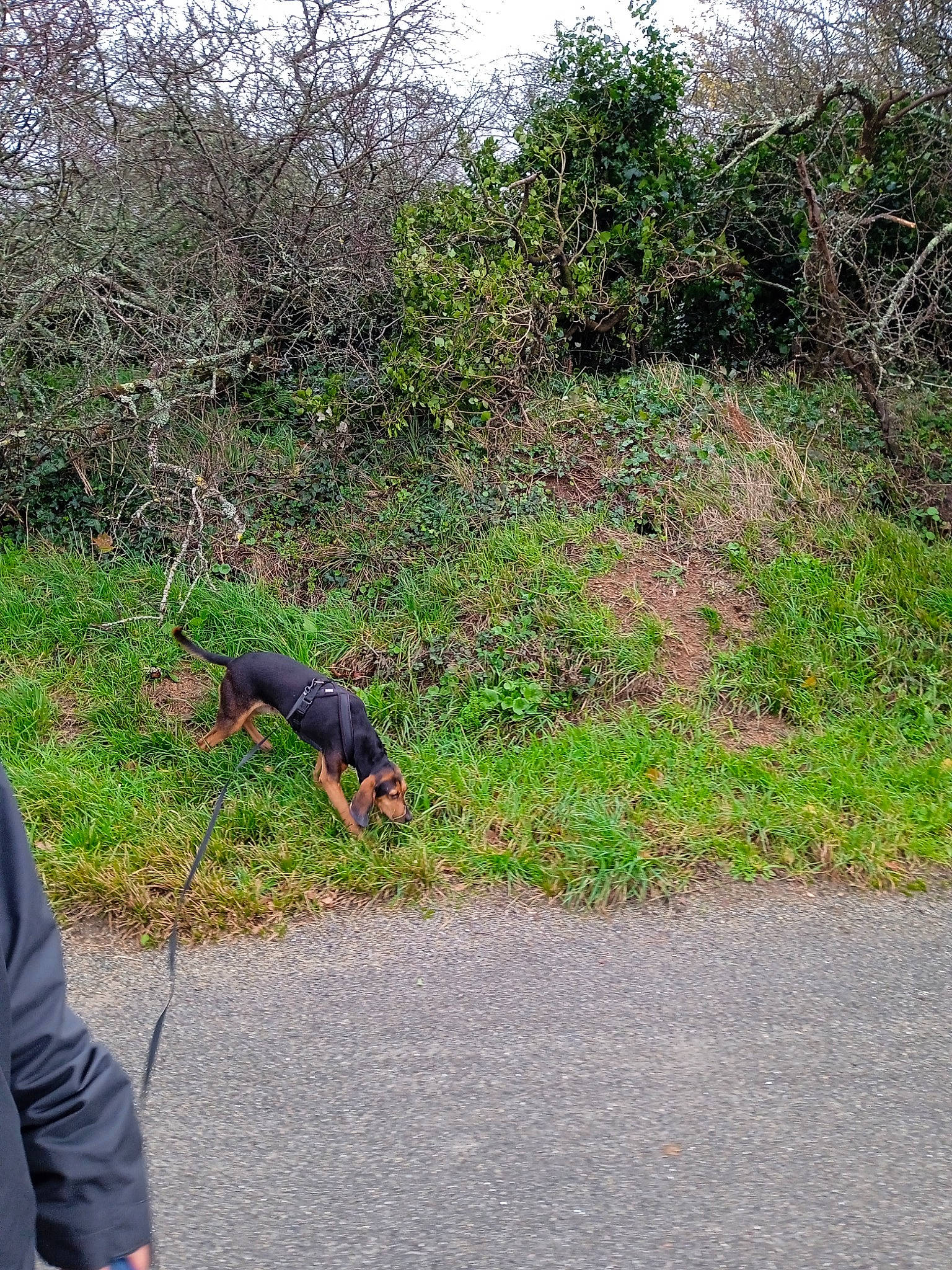 Ruby participe au concours pour gagner de l'argent avec cette photo : asphalt, canidae, carnivore, dog_breed, grass, grassland, groundcover, landscape, natural_landscape, pasture, plant, reptile, shrub, sky, soil, tail, terrestrial_animal, tree, wildlife, working_animal