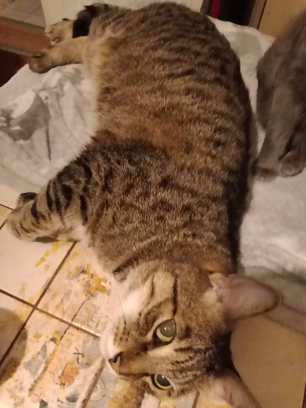 Gizmo participe au concours pour gagner de l'argent avec cette photo : carnivore, cat, claw, comfort, domestic_short_haired_cat, ear, felidae, flooring, fur, metal, paw, small_to_medium_sized_cats, snout, tail, terrestrial_animal, whiskers