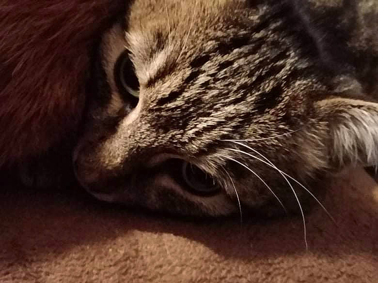 Gizmo a rejoint le concours — aidez-le/la à gagner de superbes lots ! carnivore, cat, claw, comfort, domestic_short_haired_cat, felidae, flooring, fur, grey, monochrome, monochrome_photography, nap, paw, small_to_medium_sized_cats, snout, tail, terrestrial_animal, whiskers, wildlife, wood