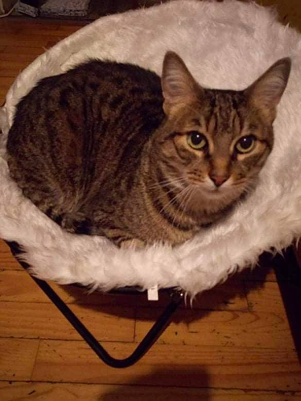 Gizmo a rejoint le concours — aidez-le/la à gagner de superbes lots ! art, basket, carnivore, cat, cat_supply, chair, comfort, domestic_short_haired_cat, felidae, flooring, fur, mammal, small_to_medium_sized_cats, snout, tail, terrestrial_animal, vertebrate, whiskers, window, wood