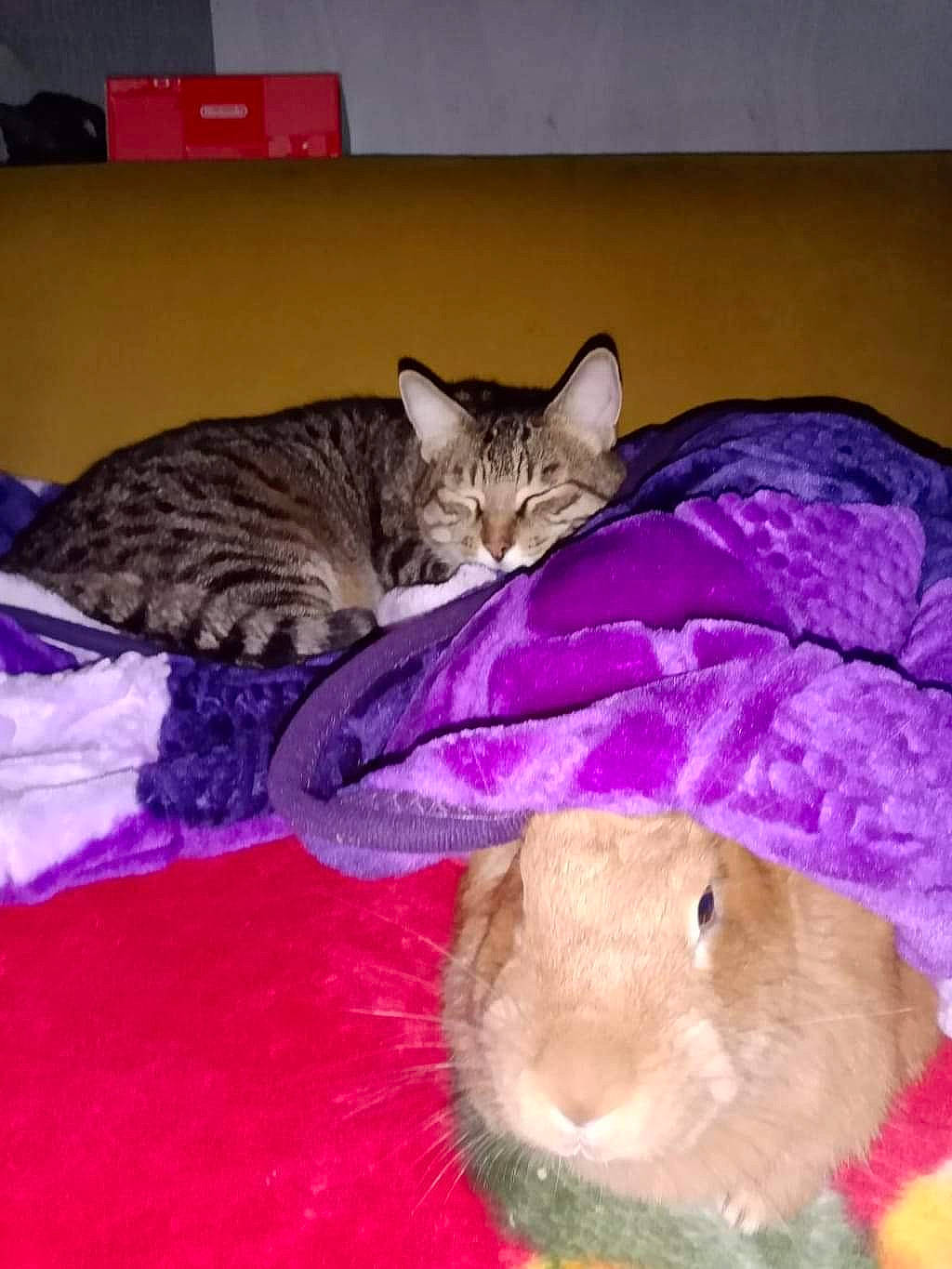 Gizmo participe au concours pour gagner de l'argent avec cette photo : carnivore, cat, comfort, domestic_short_haired_cat, event, fawn, felidae, fur, mammal, pink, purple, rabbit, rabbits_and_hares, rodent, small_to_medium_sized_cats, snout, stuffed_toy, toy, vertebrate, whiskers