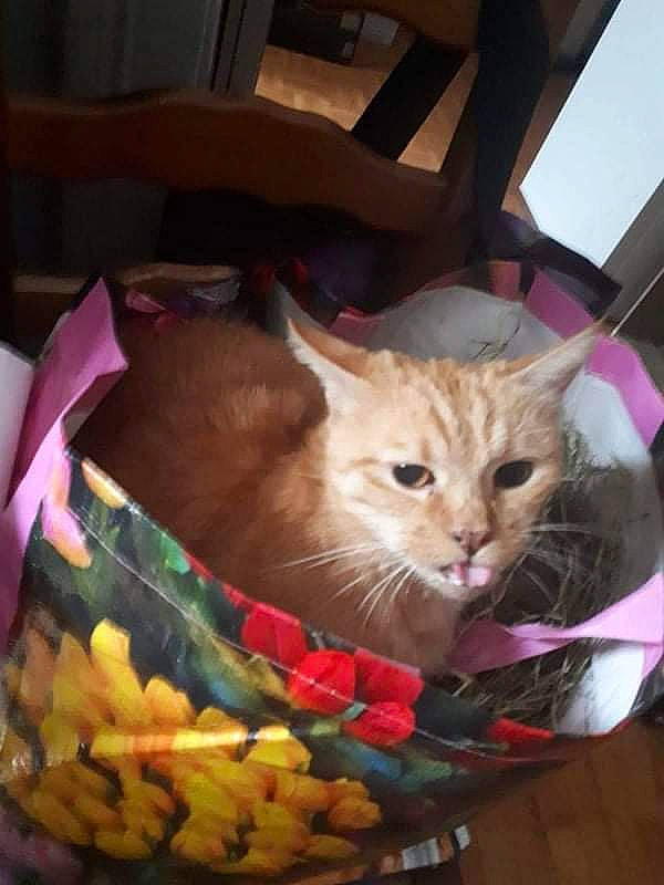 Snoopy participe au concours pour gagner de l'argent avec cette photo : basket, box, carnivore, cat, chair, comfort, domestic_short_haired_cat, fawn, felidae, fur, holiday, junk_food, lap, paper_bag, pet_supply, plant, small_to_medium_sized_cats, tail, vegetable, whiskers