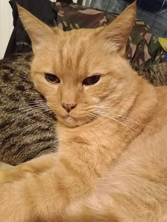 Snoopy a rejoint le concours — aidez-le/la à gagner de superbes lots ! carnivore, cat, claw, domestic_short_haired_cat, fawn, felidae, fur, gesture, paw, small_to_medium_sized_cats, snout, tail, terrestrial_animal, whiskers, window, wood