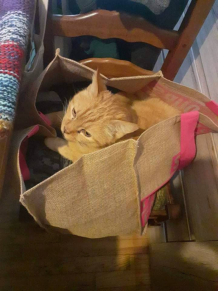 Snoopy participe au concours pour gagner de l'argent avec cette photo : bag, baggage, basket, carnivore, cat, cat_supply, comfort, domestic_short_haired_cat, fawn, felidae, fur, linens, luggage_and_bags, paper_bag, pattern, small_to_medium_sized_cats, thread, whiskers, wicker, wood