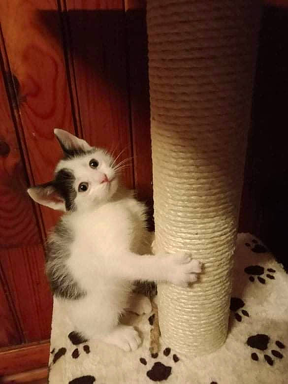 Oslo participe au concours pour gagner de l'argent avec cette photo : carnivore, cat, claw, comfort, companion_dog, domestic_short_haired_cat, fawn, felidae, flooring, foot, fur, human_leg, paw, photo_caption, sitting, small_to_medium_sized_cats, snout, tail, whiskers, wood