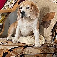 Mozza participe au concours pour gagner de l'argent avec cette photo : animal, armchair, beagle, brown_and_white, chair, cushion, cute, dog, floppy_ears, home, indoors, living_room, looking_at_camera, patterned_fabric, pet, pillow, portrait, short_fur, sitting, textile