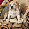 animal, armchair, beagle, brown_and_white, chair, cushion, cute, dog, floppy_ears, home, indoors, living_room, looking_at_camera, patterned_fabric, pet, pillow, portrait, short_fur, sitting, textile