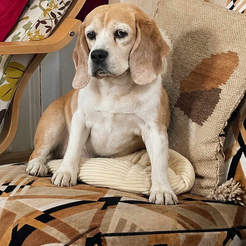 Mozza participe au concours pour gagner de l'argent avec cette photo : animal, armchair, beagle, brown_and_white, chair, cushion, cute, dog, floppy_ears, home, indoors, living_room, looking_at_camera, patterned_fabric, pet, pillow, portrait, short_fur, sitting, textile