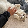 cat, fluffy, white_cat, blue_eyes, hand, petting, bed, blanket, cozy, fur, animal, cute, domestic_cat, indoor, relaxed, playful, paw, fur_texture, sleepy, comfort