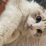 cat, blue_eyes, close_up, fluffy, white_fur, gray_fur, pet, animal, cute, whiskers, nose, face, indoor, soft_texture, curious, feline, portrait, mammal, domestic_animal, fur