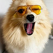 Vogue a rejoint le concours — aidez-le/la à gagner de superbes lots ! dog, pomeranian, sunglasses, yellow_glasses, wink, open_mouth, tongue, fluffy_fur, fur, pet, portrait, indoor, tile_wall, nose, whiskers, paws, close_up, happy, stylish, eyewear