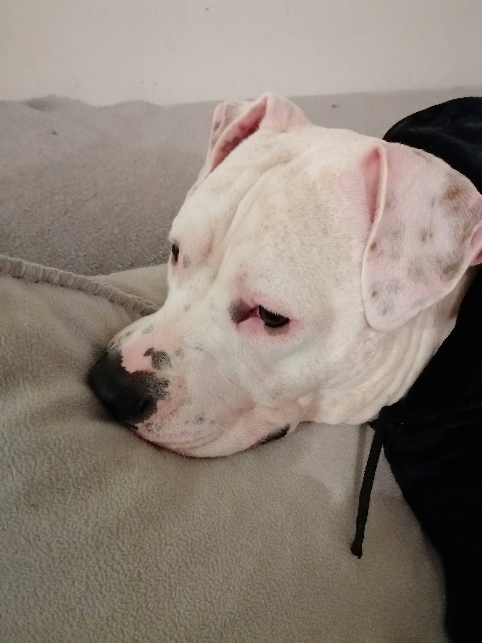 Gazza a rejoint le concours — aidez-le/la à gagner de superbes lots ! canidae, carnivore, collar, comfort, companion_dog, dog, dog_breed, dog_collar, dog_supply, dogo_guatemalteco, ear, fawn, non_sporting_group, pet_supply, snout, sporting_group, terrestrial_animal, whiskers, working_animal