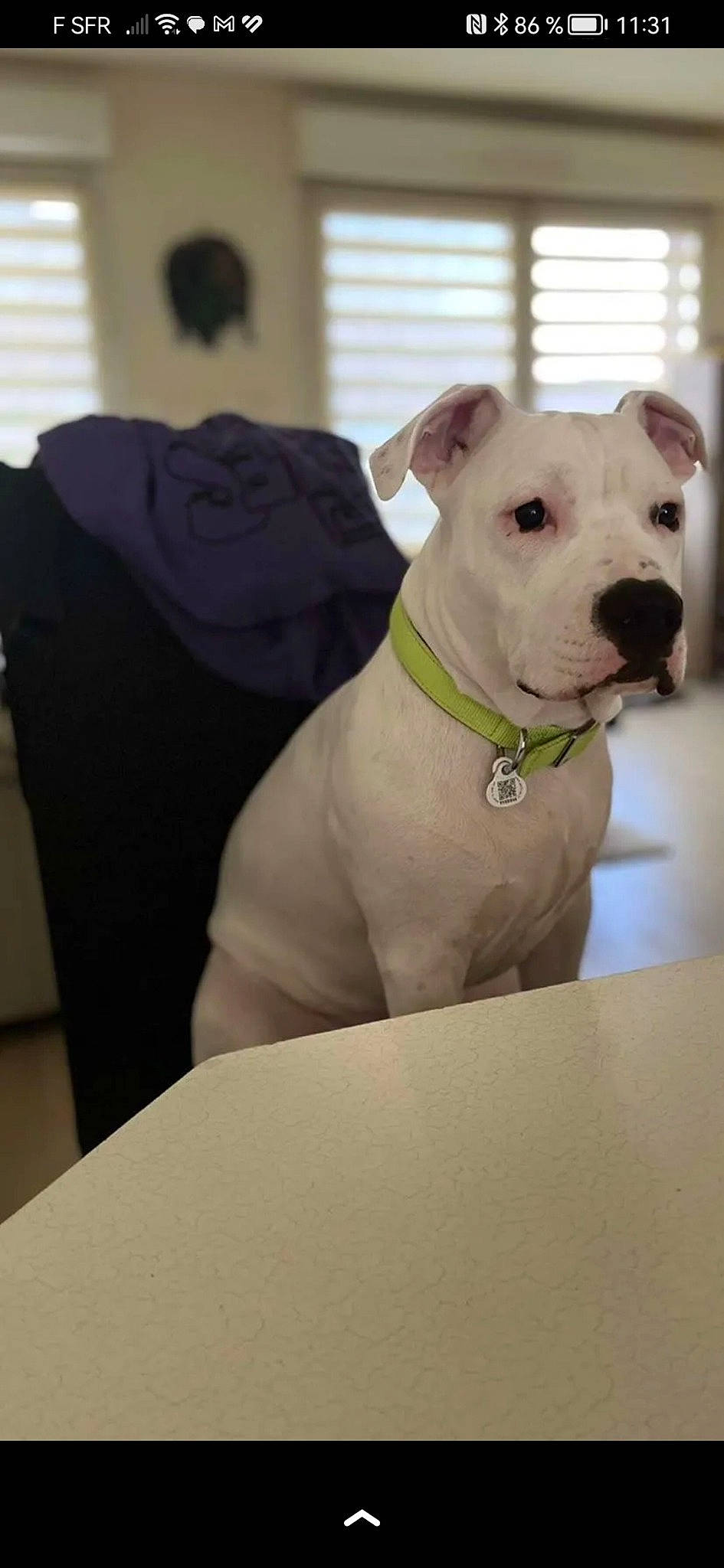 Gazza participe au concours pour gagner de l'argent avec cette photo : canidae, carnivore, collar, companion_dog, couch, dog, dog_breed, dog_collar, dog_supply, fashion_accessory, fawn, non_sporting_group, pet_supply, snout, sporting_group, whiskers, window, working_animal