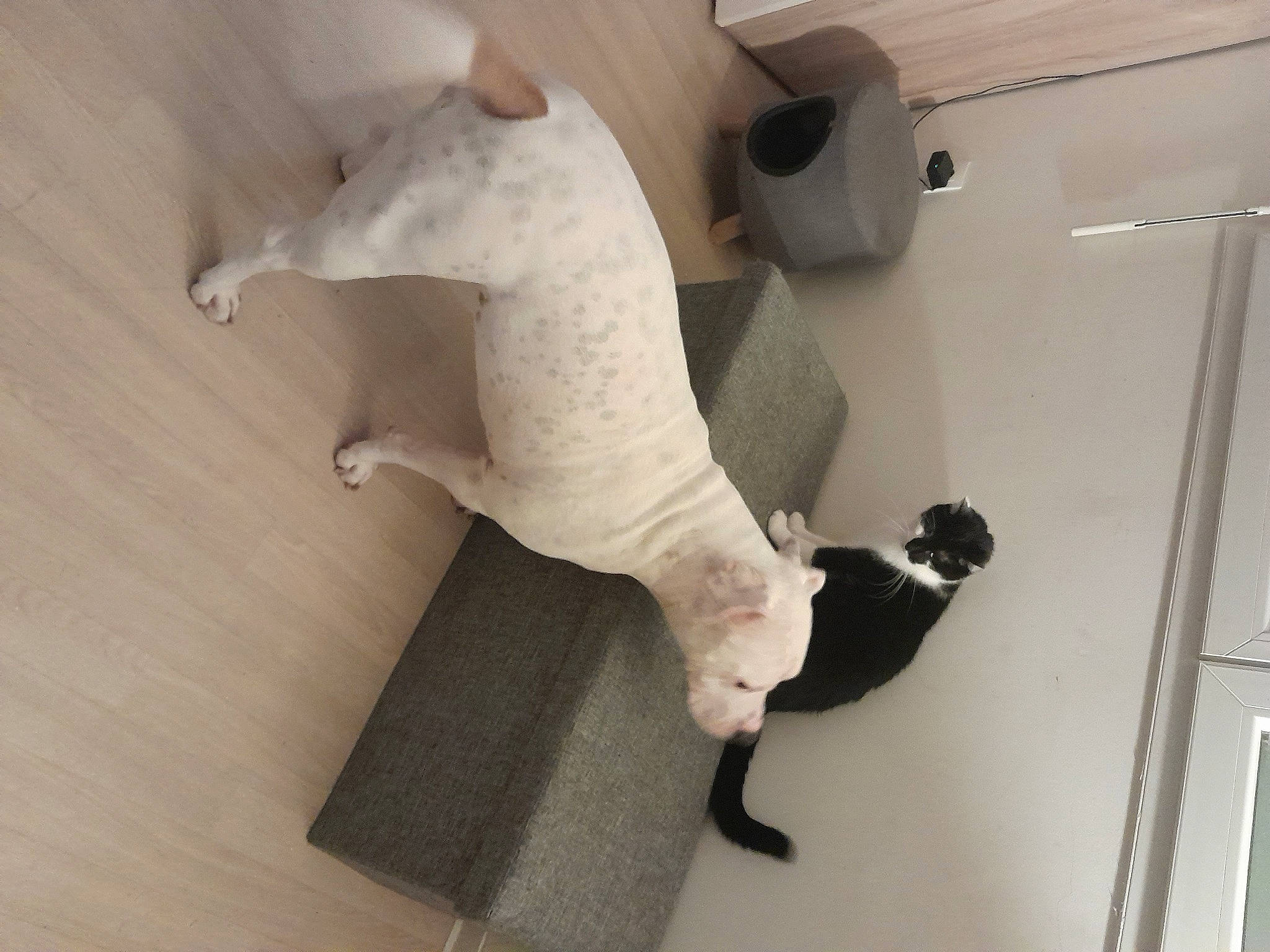 Gazza a rejoint le concours — aidez-le/la à gagner de superbes lots ! art, canidae, companion_dog, dog_breed, fawn, felidae, floor, flooring, hardwood, linens, plaster, shelf, small_to_medium_sized_cats, snout, stuffed_toy, tail, toy, whiskers, wood, working_animal