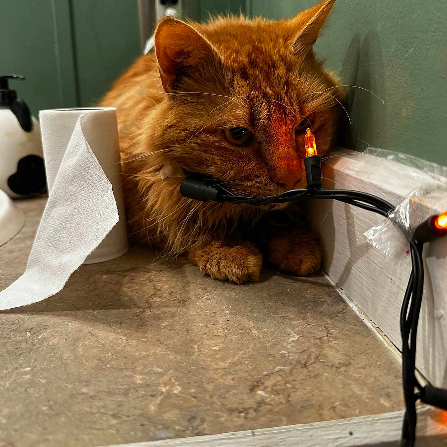 Nugget is registered to the contest to win money with this photo: animal, cat, desk, doctor, document, furniture, hardwood, kitten, manx, paper, papertowel, person, pet, receipt, sink, sinkfaucet, table, text, towel, wood