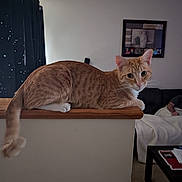 Tigger is registered to the contest to win money with this photo: cat, orange_tabby, feline, pet, indoor, wooden_ledge, person, sleeping, couch, blanket, living_room, home, wall_art, curtains, table, papers, relaxation, cozy, domestic, whiskers