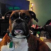 Rizzo is registered to the contest to win money with this photo: animal, boxer, brown, carpet, close_up, collar, couch, dog, ears, face, fur, home, indoor, lamp, living_room, pet, tag, television, toy, white