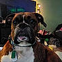 animal, boxer, brown, carpet, close_up, collar, couch, dog, ears, face, fur, home, indoor, lamp, living_room, pet, tag, television, toy, white
