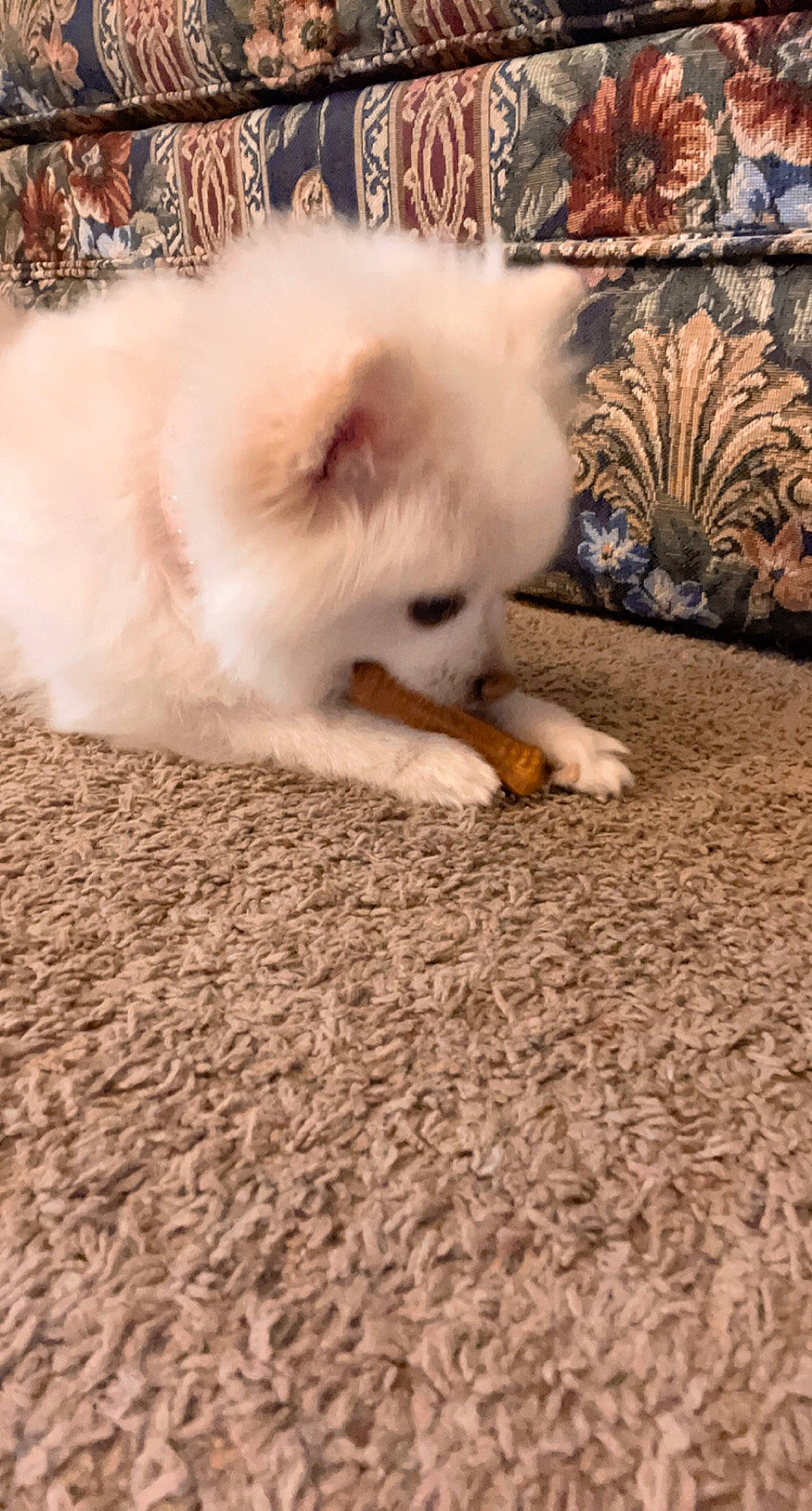 Tinka is registered to the contest to win money with this photo: carnivore, companion_dog, dog, dog_breed, fawn, felidae, flooring, fur, german_spitz, german_spitz_klein, german_spitz_mittel, grass, samoyed, small_to_medium_sized_cats, spitz, tail, tree, whiskers, wood, working_animal