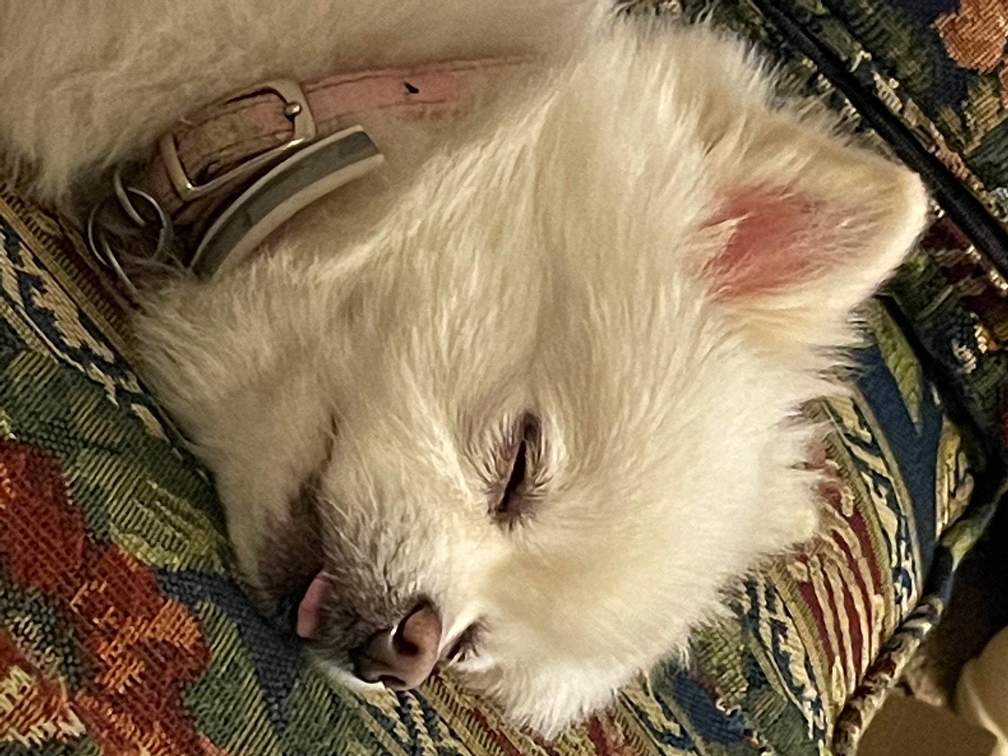 Tinka is registered to the contest to win money with this photo: carnivore, cat, claw, close_up, comfort, dog_breed, ear, eye, fawn, felidae, fur, hair, head, iris, nap, paw, small_to_medium_sized_cats, snout, terrestrial_animal, whiskers