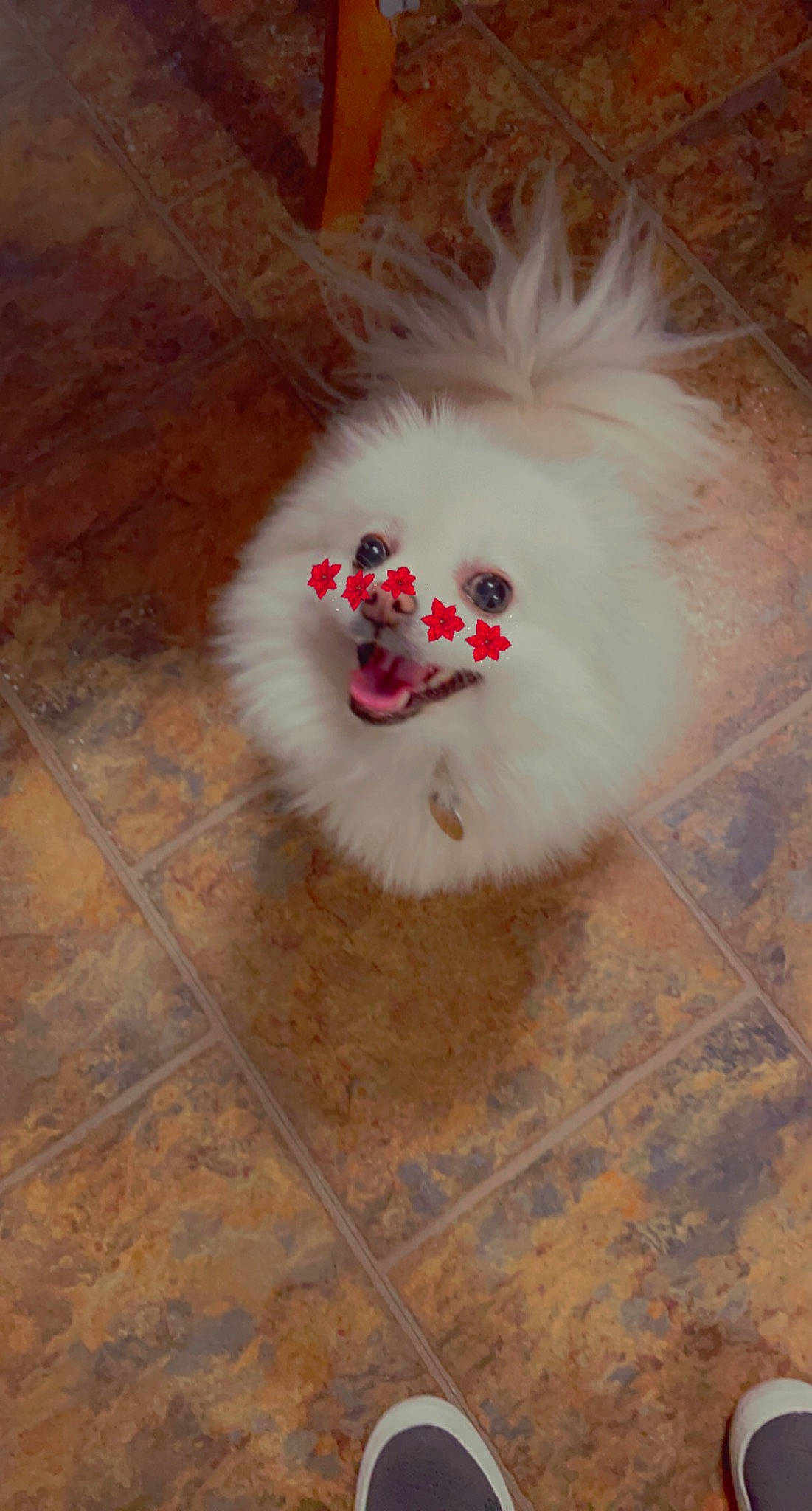 Tinka joined the competition — help win amazing prizes! carnivore, companion_dog, dog, dog_breed, fawn, flooring, fur, german_spitz, german_spitz_klein, german_spitz_mittel, hardwood, samoyed, spitz, sporting_group, tail, tile_flooring, toy_dog, volpino_italiano, whiskers, wood