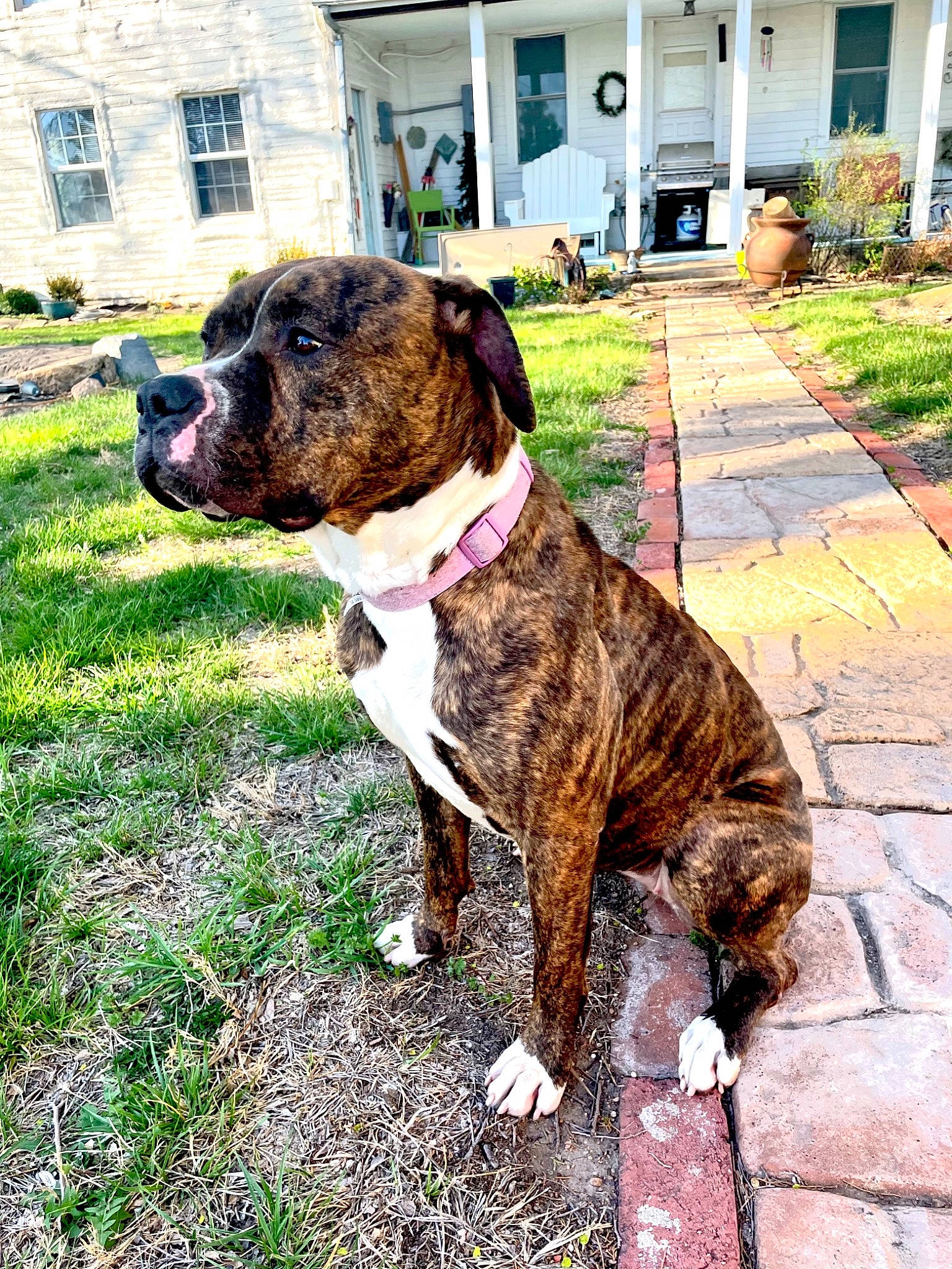 Moo Moo joined the competition — help win amazing prizes! art, building, carnivore, collar, companion_dog, dog, dog_breed, dog_collar, door, fawn, fur, grass, liver, plant, snout, sporting_group, tail, window, working_animal, wrinkle