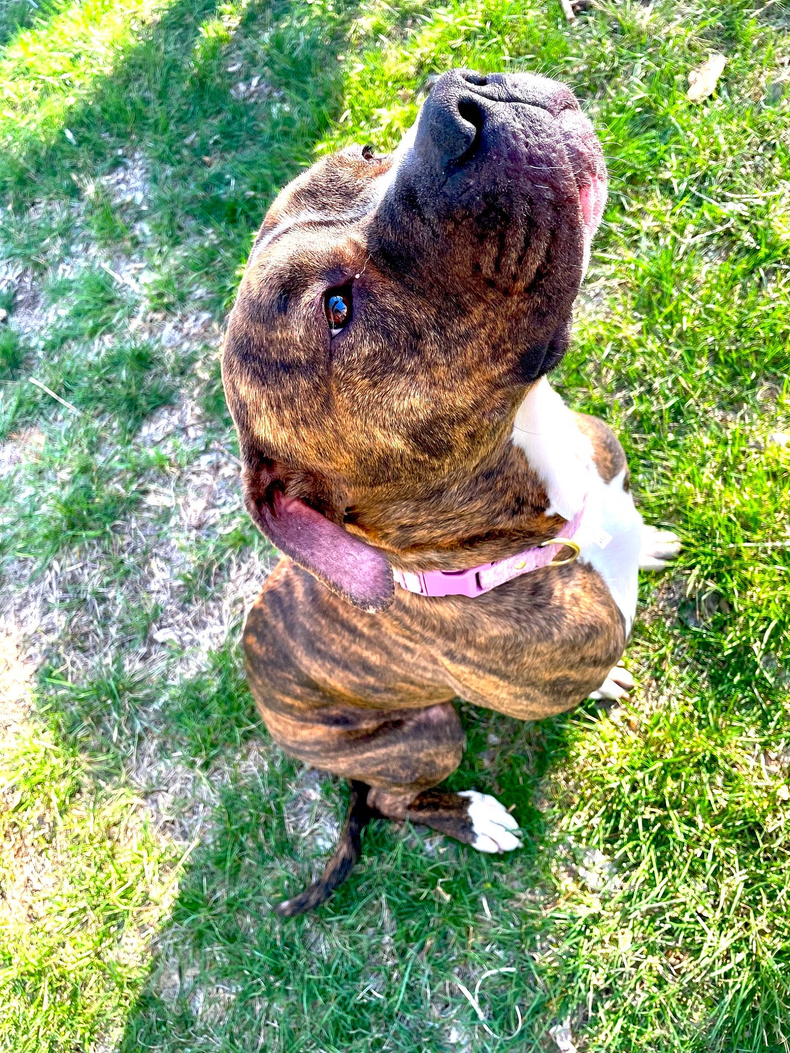 Moo Moo is registered to the contest to win money with this photo: amphibian, art, botany, canidae, carnivore, companion_dog, dog, dog_breed, fawn, grass, groundcover, liver, plant, sculpture, snout, sporting_group, terrestrial_animal, toad, true_toad, working_animal