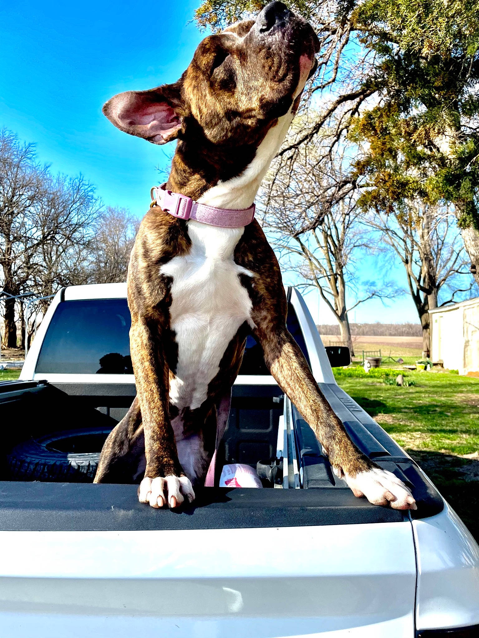 Moo Moo is registered to the contest to win money with this photo: automotive_exterior, car, carnivore, companion_dog, dog, dog_breed, fawn, grass, hood, mammal, motor_vehicle, photograph, plant, sky, tree, vehicle, vehicle_door, vertebrate, window, woody_plant