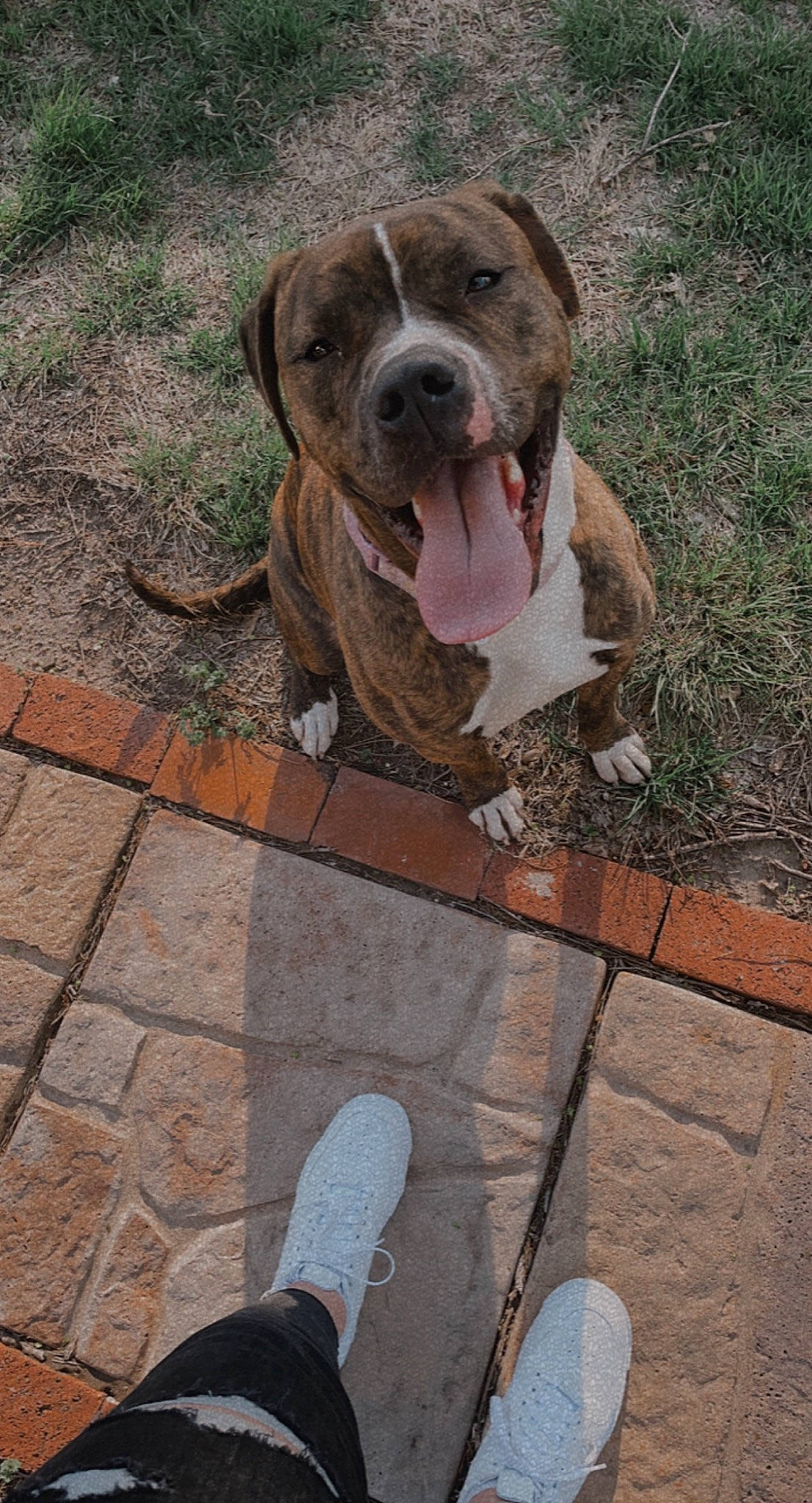 Moo Moo is registered to the contest to win money with this photo: athletic_shoe, canidae, carnivore, collar, companion_dog, dog, dog_breed, dog_collar, flooring, grass, human_leg, liver, photograph, road_surface, sidewalk, terrestrial_animal, walking_shoe, working_animal, working_dog, wrinkle