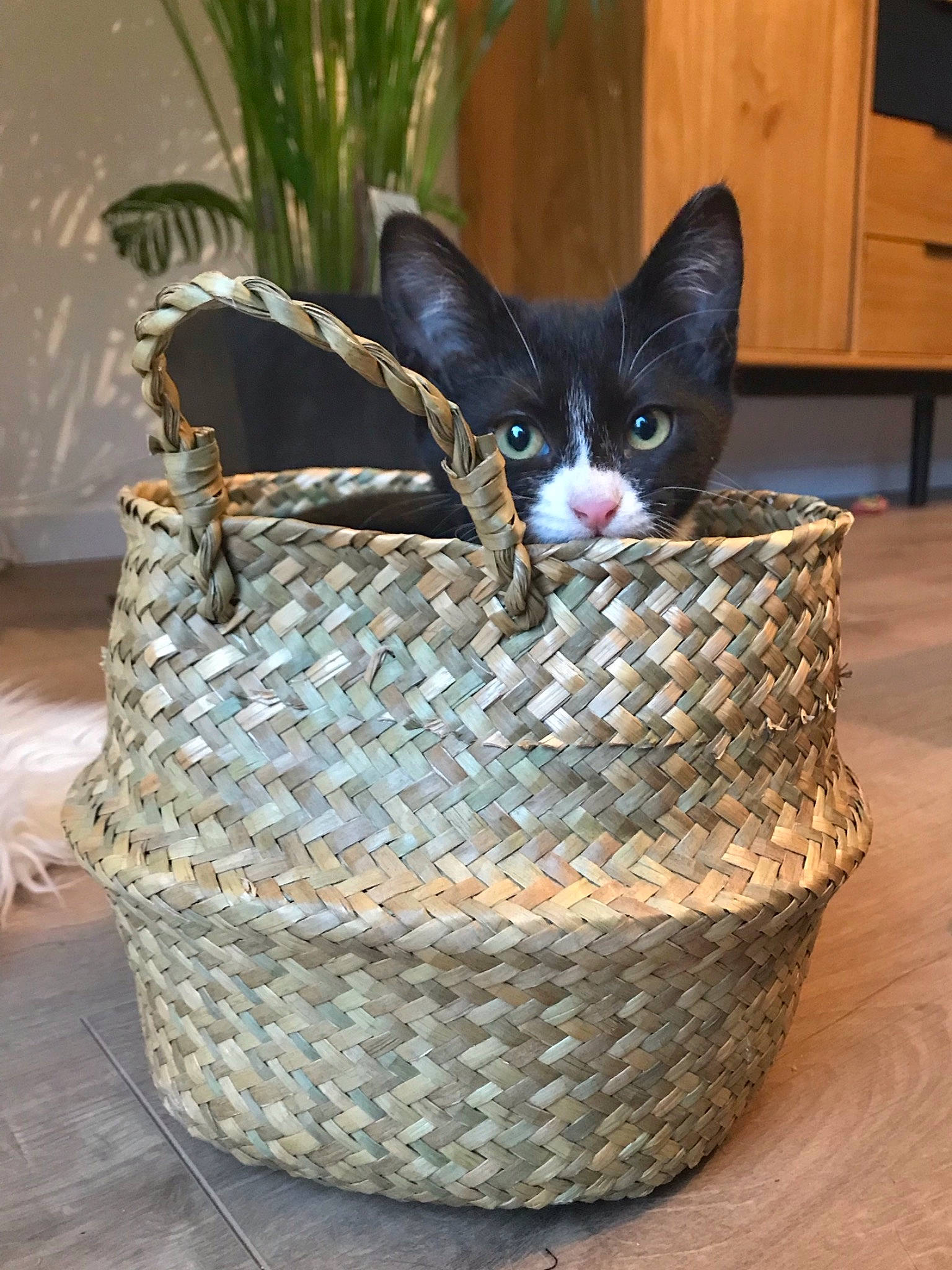 Elie participe au concours pour gagner de l'argent avec cette photo : basket, cabinetry, carnivore, cat, domestic_short_haired_cat, door, fashion_accessory, felidae, flowerpot, grass, houseplant, pet_supply, picnic_basket, plant, small_to_medium_sized_cats, storage_basket, whiskers, wicker, window, wood
