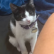 Scarlet joined the competition — help win amazing prizes! cat, kitten, tuxedo_cat, collar, id_tag, pet, indoor, blanket, couch, whiskers, ears, paws, curious, sitting, portrait, closeup, domestic_animal, black_and_white, fur, human_arm
