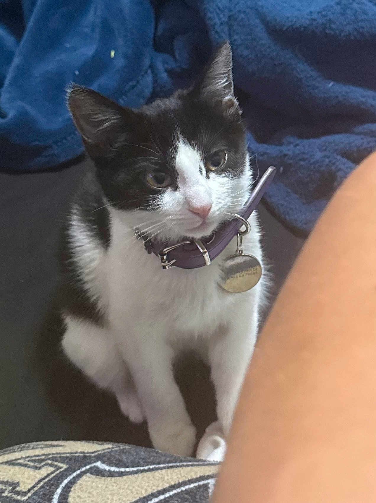 Scarlet joined the competition — help win amazing prizes! cat, kitten, tuxedo_cat, collar, id_tag, pet, indoor, blanket, couch, whiskers, ears, paws, curious, sitting, portrait, closeup, domestic_animal, black_and_white, fur, human_arm