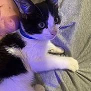 Scarlet joined the competition — help win amazing prizes! black_and_white, blanket, cat, close_up, clothing, collar, cozy, ears, eyes, fabric, human, indoor, kitten, lap, night_light, nose, paw, pet, purple_light, whiskers