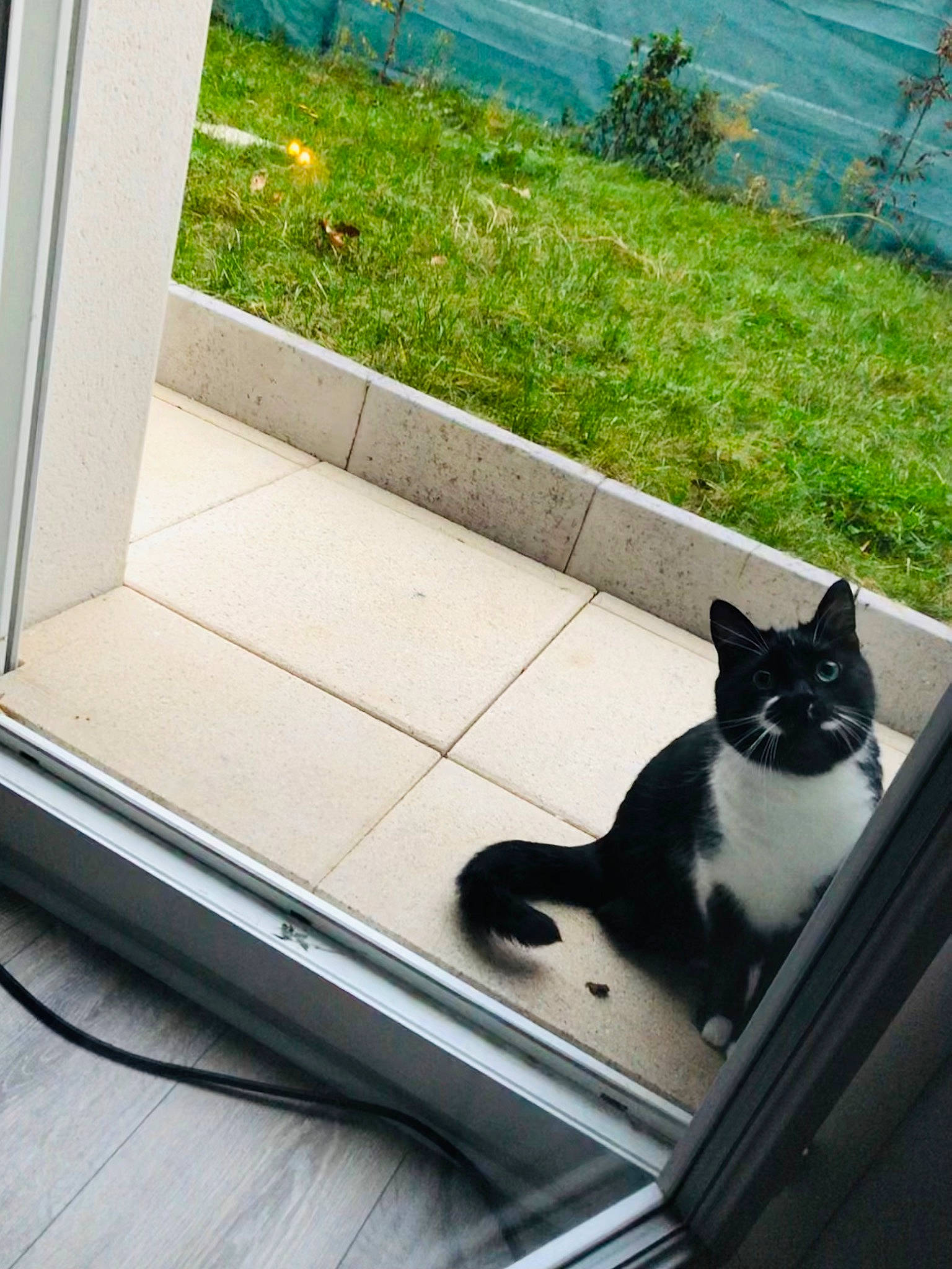 Chachou a rejoint le concours — aidez-le/la à gagner de superbes lots ! black_cat, carnivore, cat, domestic_short_haired_cat, eye, felidae, flooring, fur, grass, line, plant, rectangle, road_surface, small_to_medium_sized_cats, snout, tail, tree, whiskers, window, wood