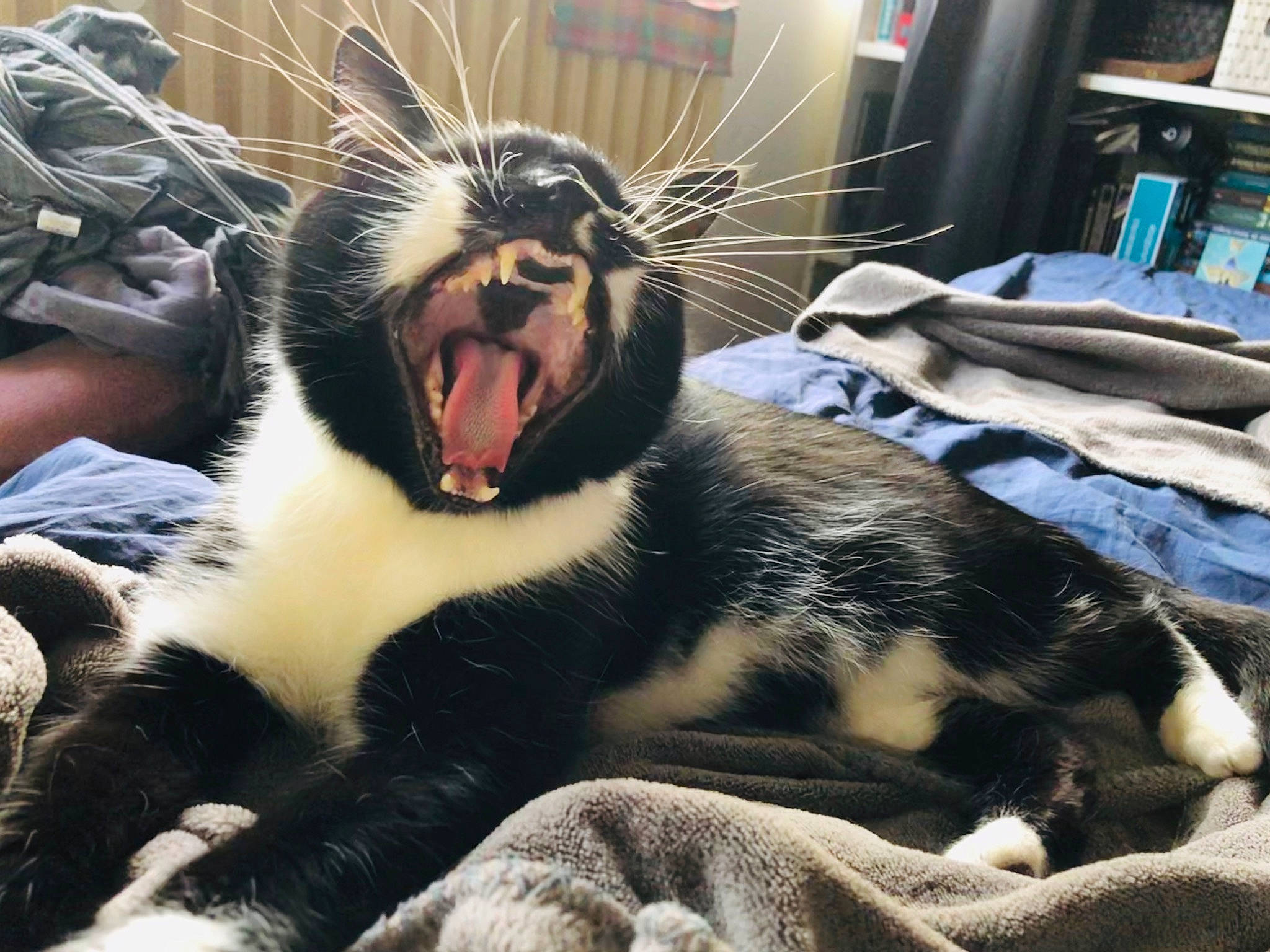 Chachou a rejoint le concours — aidez-le/la à gagner de superbes lots ! canidae, carnivore, cat, facial_expression, fang, felidae, fur, jaw, mouth, photography, roar, sky, small_to_medium_sized_cats, snout, tooth, whiskers, wildlife, yawn