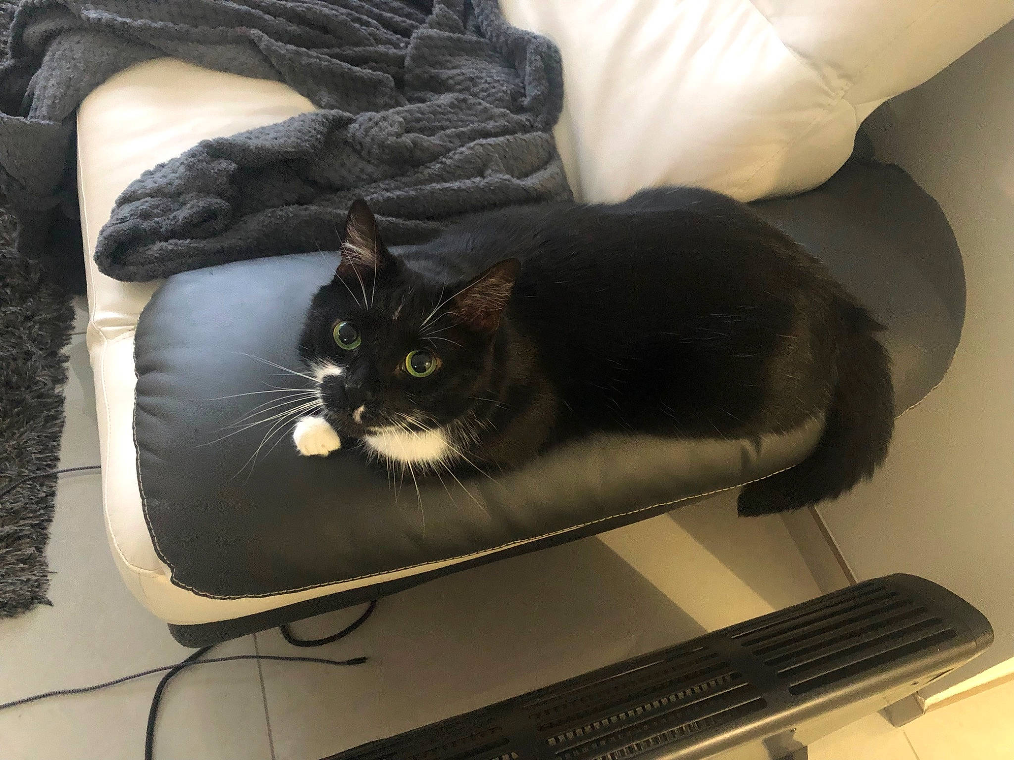 Chachou a rejoint le concours — aidez-le/la à gagner de superbes lots ! bag, baggage, box, carnivore, cat, chair, comfort, computer, computer_keyboard, couch, domestic_short_haired_cat, felidae, grey, luggage_and_bags, peripheral, personal_computer, small_to_medium_sized_cats, tail, whiskers, window